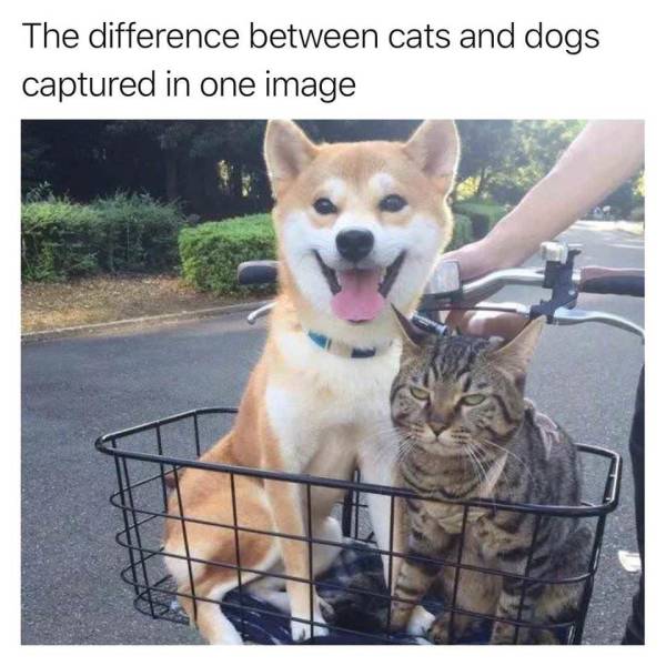 Content Image