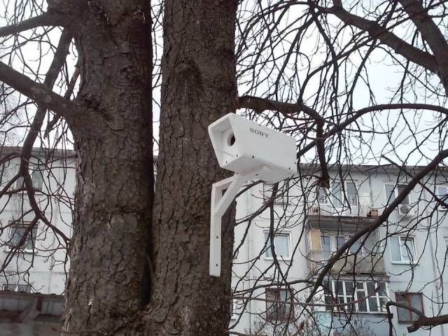 Content Image