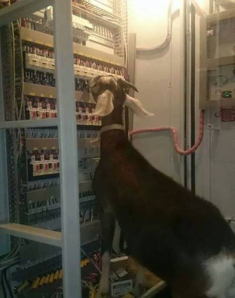 Content Image