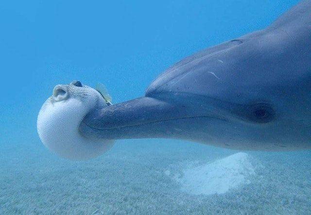 Content Image