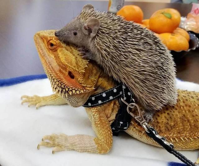 Content Image
