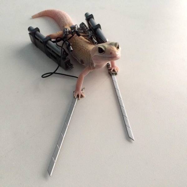 Content Image