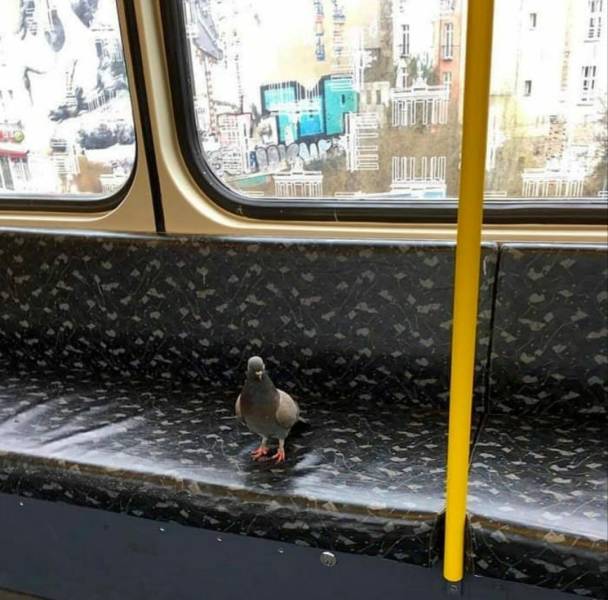 Content Image