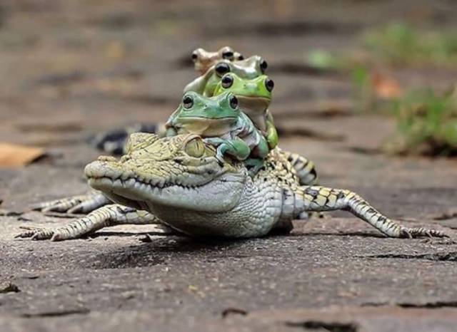 Content Image