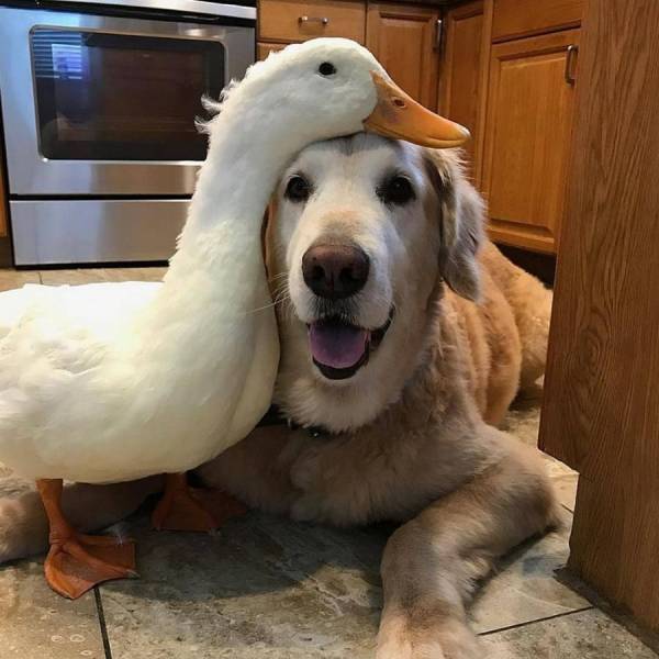 Content Image