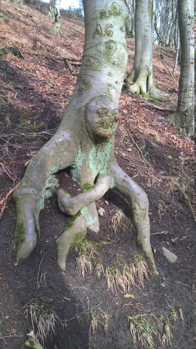 Content Image