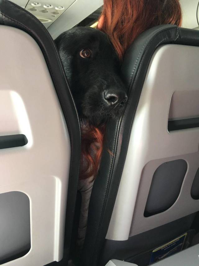 Content Image