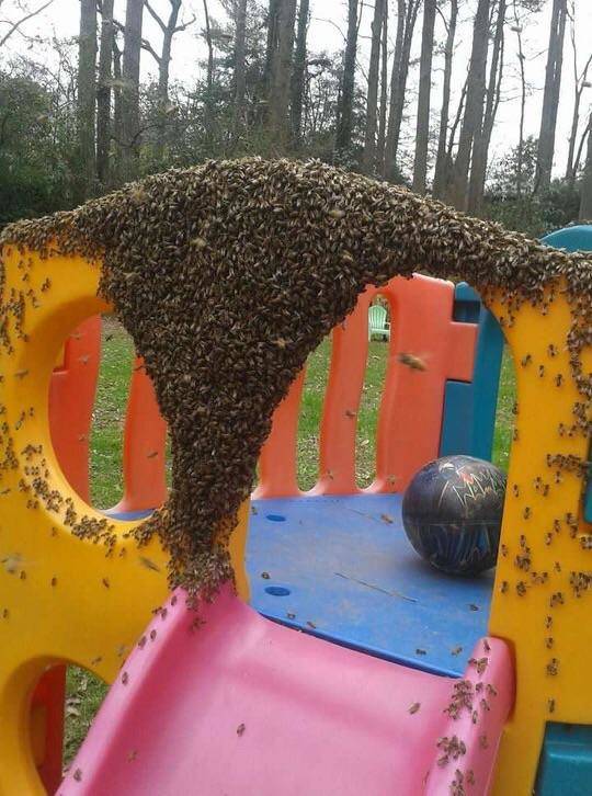 Content Image