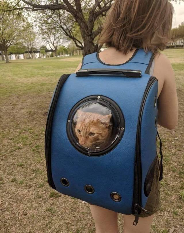 Content Image