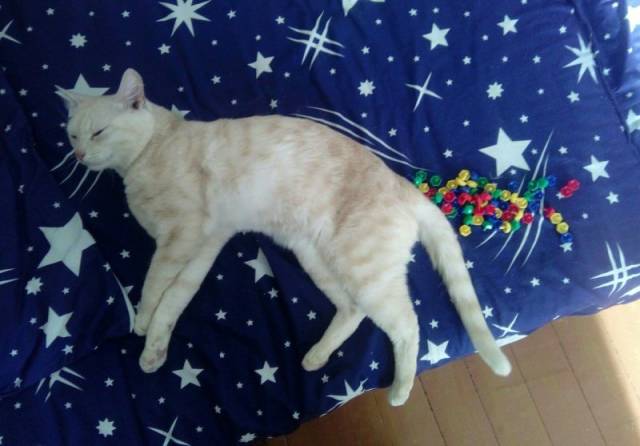 Content Image