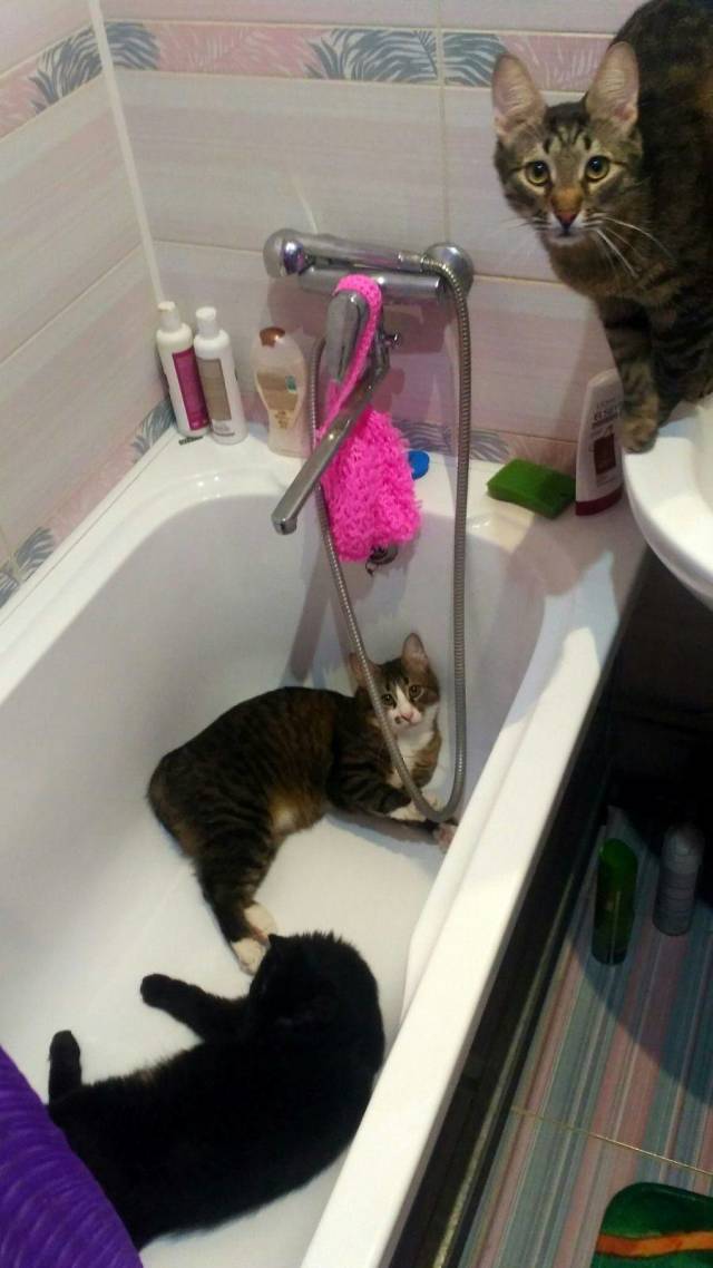 Content Image