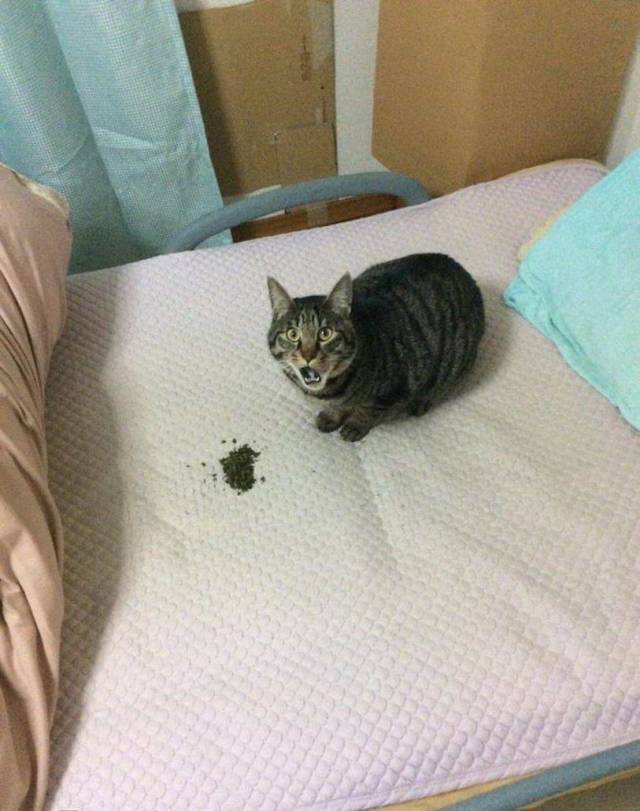 Content Image