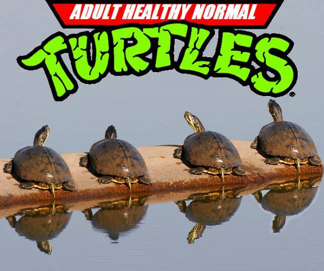 Content Image