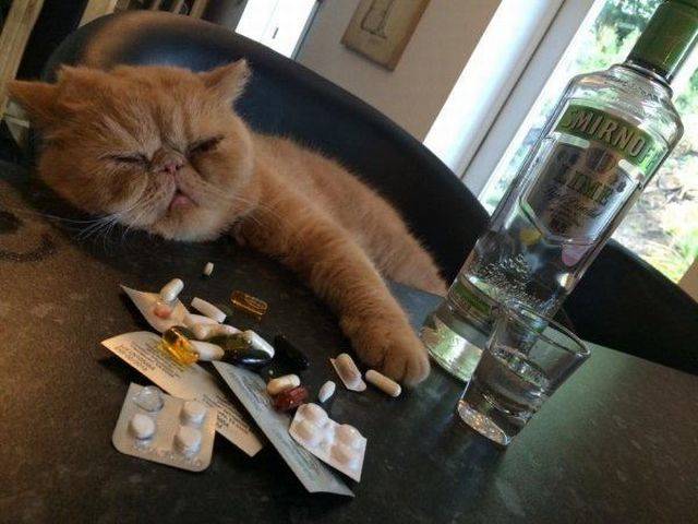 Content Image