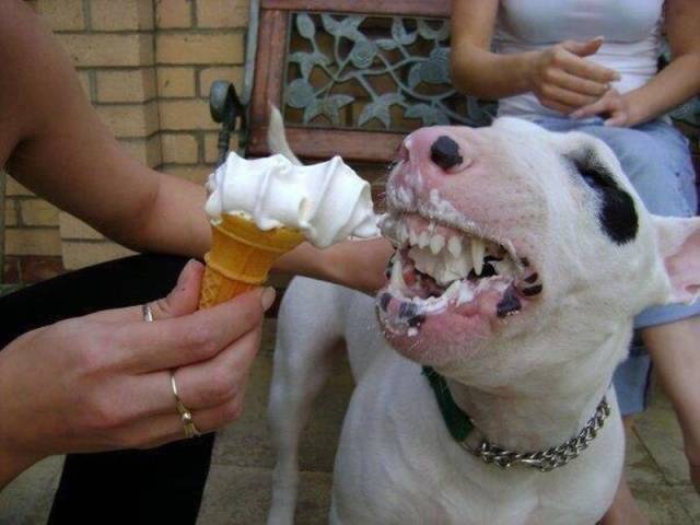 Daily Picdump