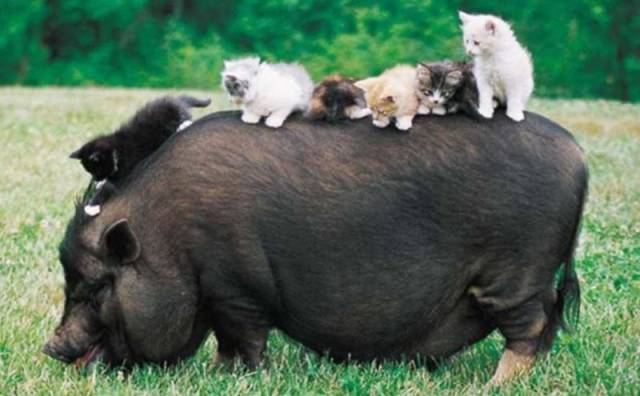 Daily Picdump