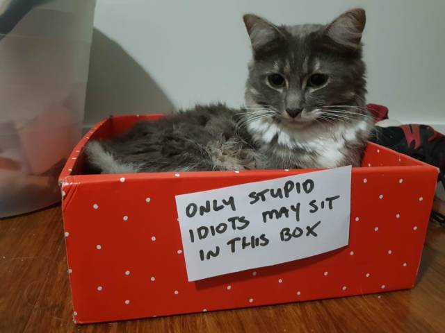 Content Image