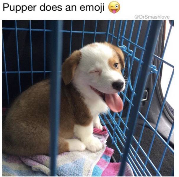 Content Image
