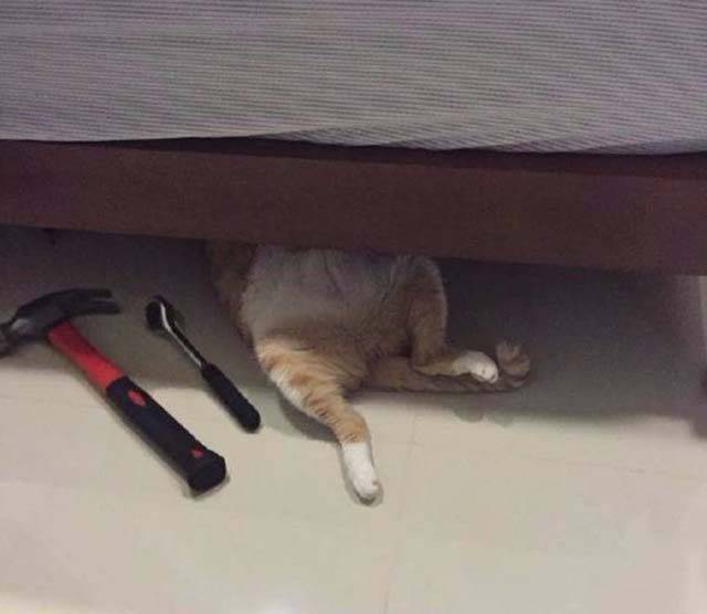 Content Image