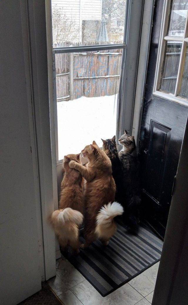 Content Image