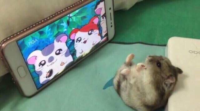Content Image