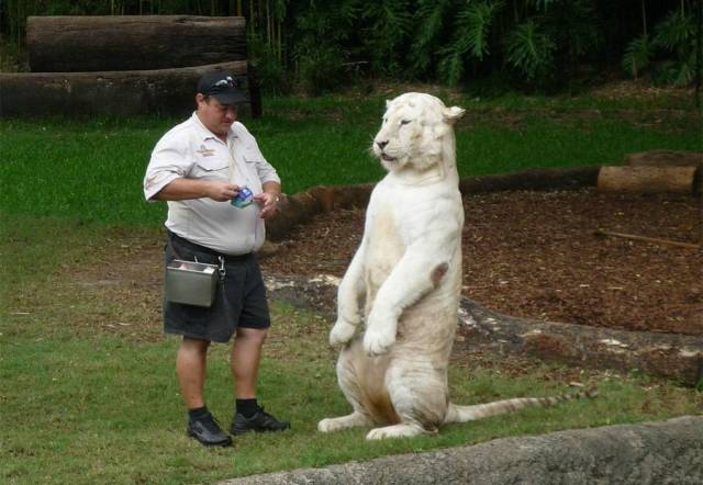 Content Image