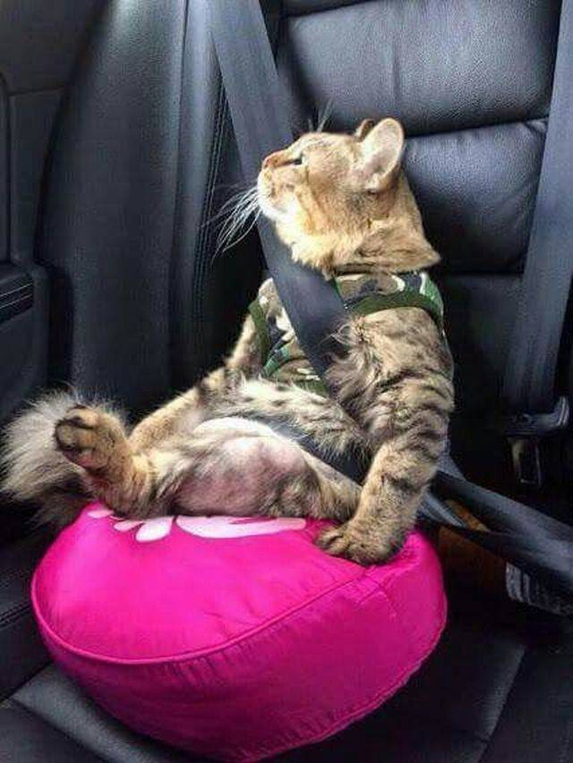 Daily Picdump