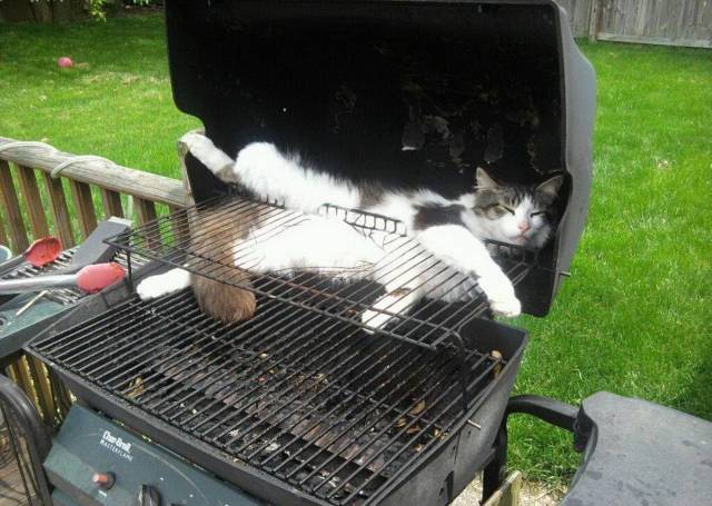 Content Image