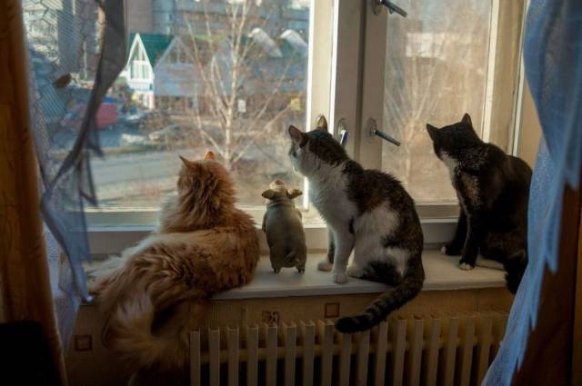 Daily Picdump