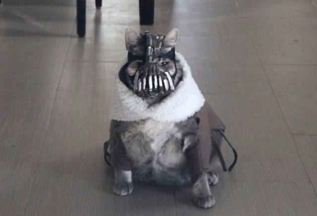 Daily Picdump