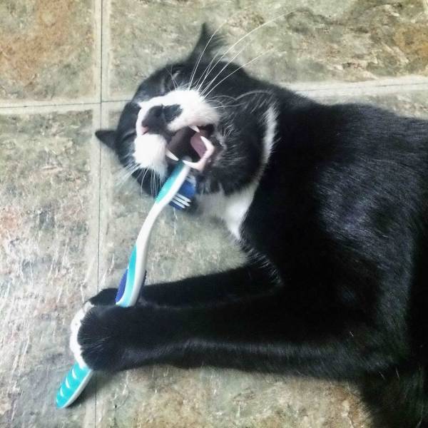 Content Image