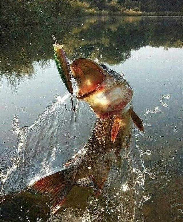 Content Image