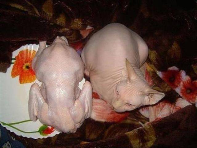 Daily Picdump