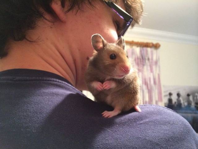 Content Image