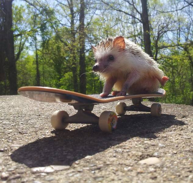 Content Image