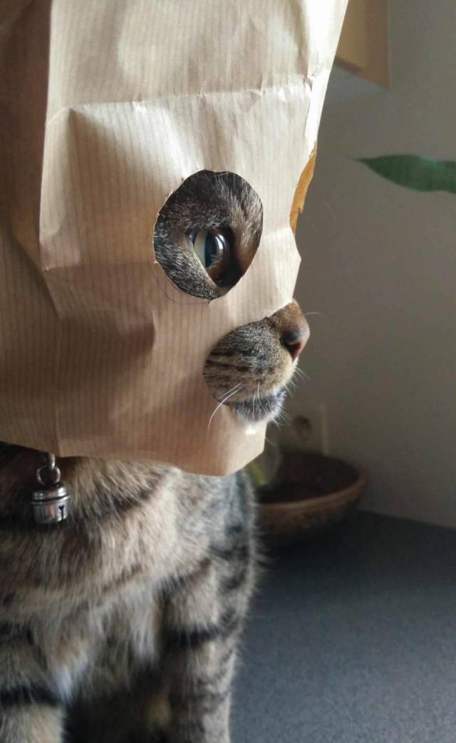 Content Image