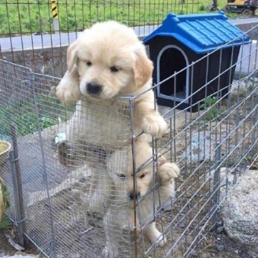 Content Image
