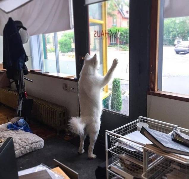 Content Image