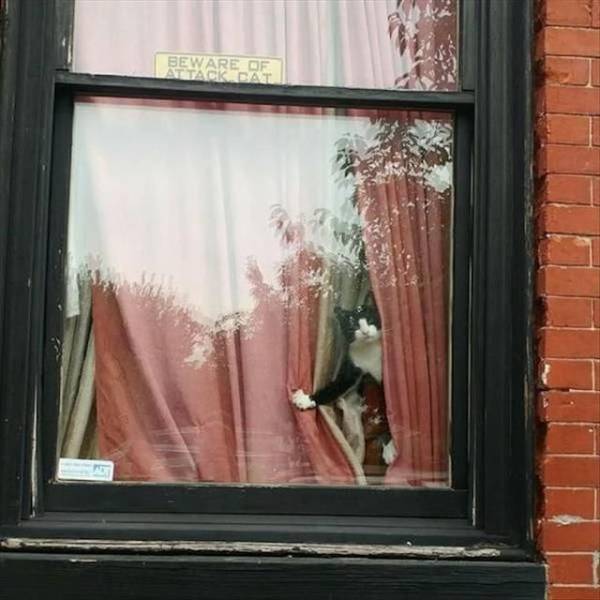 Content Image