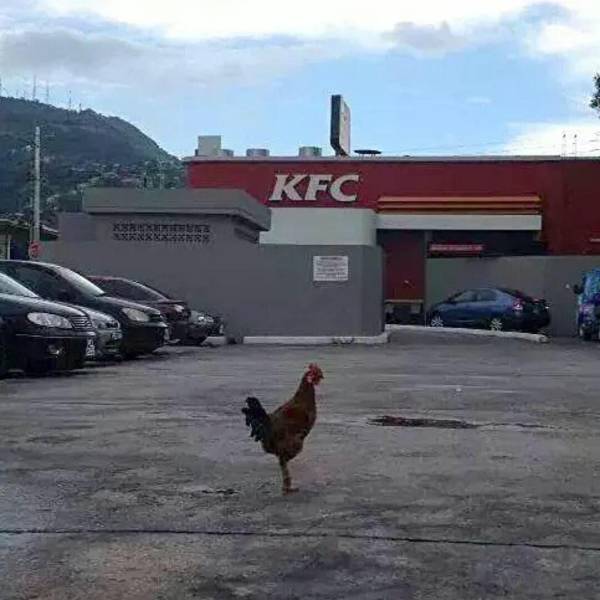 Content Image