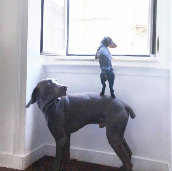 Content Image