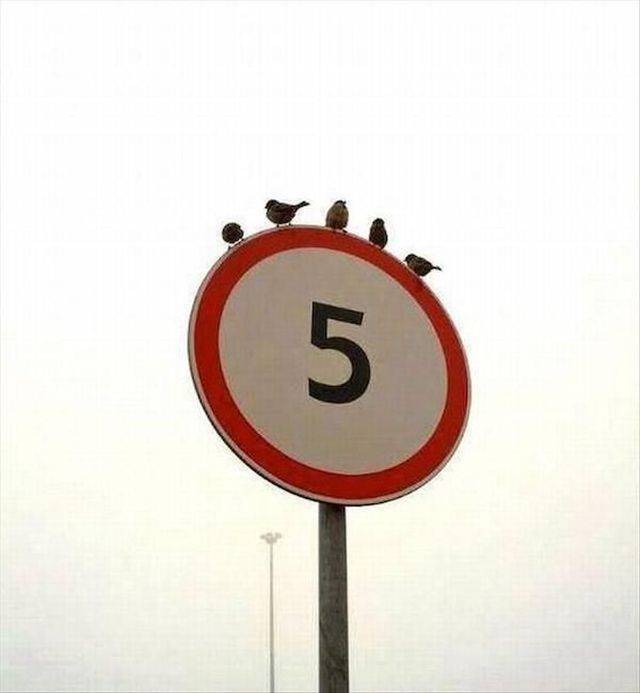 Content Image