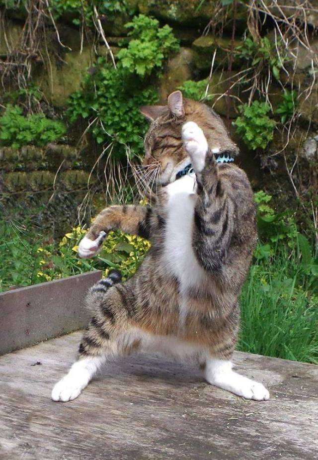 Content Image