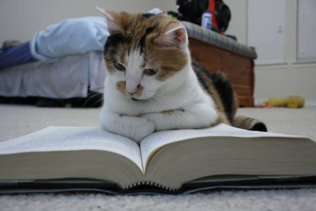 Daily Picdump
