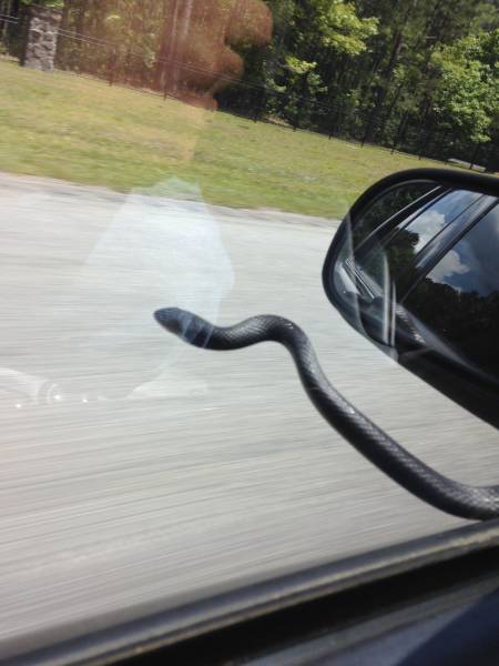 Content Image