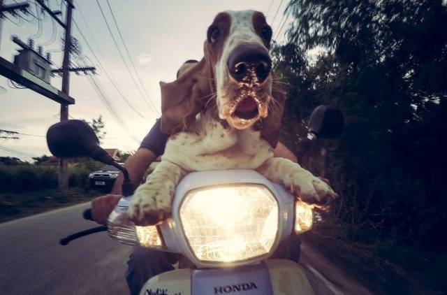 Daily Picdump