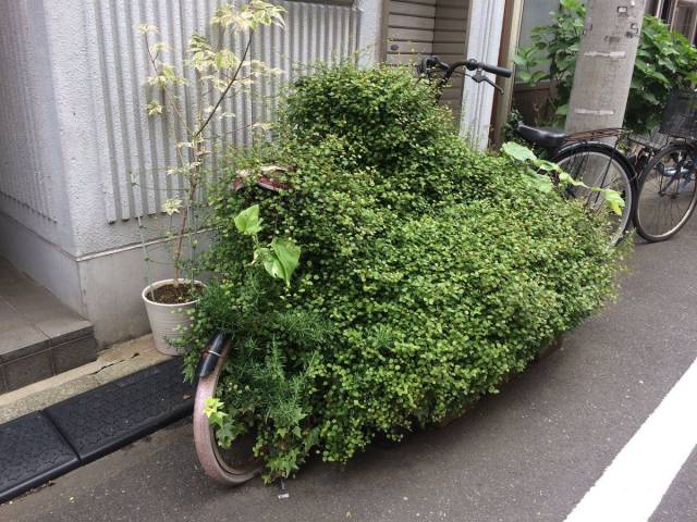 Content Image