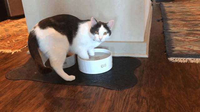 Content Image
