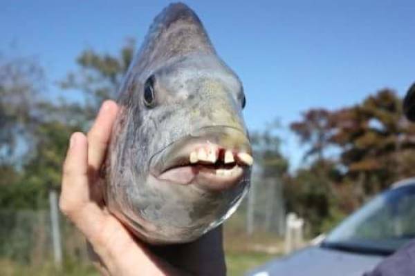 Content Image