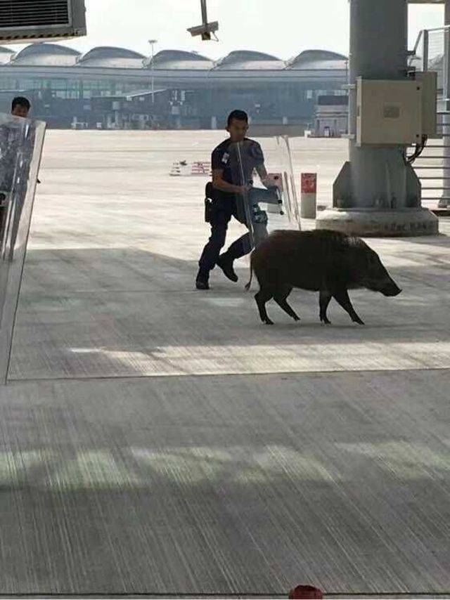 Content Image